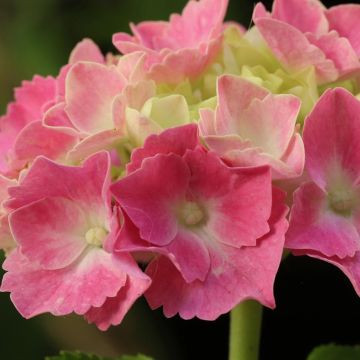 Hydrangea macrophylla Gertrud Glahn