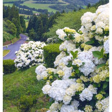 Hydrangea macrophylla Immaculata