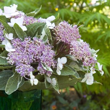 Hydrangea macrophylla LightoDay