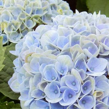 Hydrangea macrophylla Magical Revolution Blue