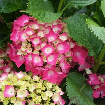 Hydrangea macrophylla Red Baron