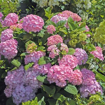 Hydrangea macrophylla So Long Rosy