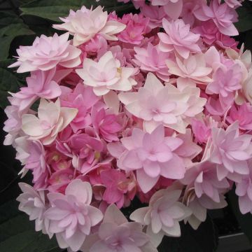 Hydrangea macrophylla You and Me Romance