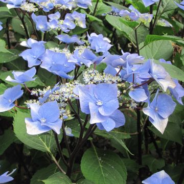 Hydrangea  macrophylla  Zorro bleu