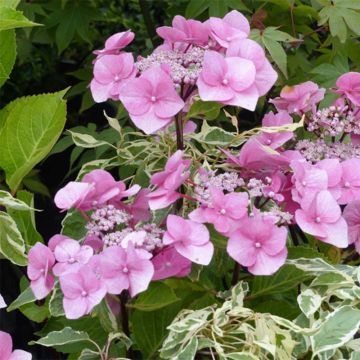 Hydrangea macrophylla Zorro