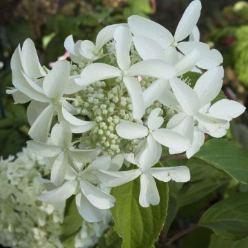 Hydrangea paniculata Great Star Le Vasterival