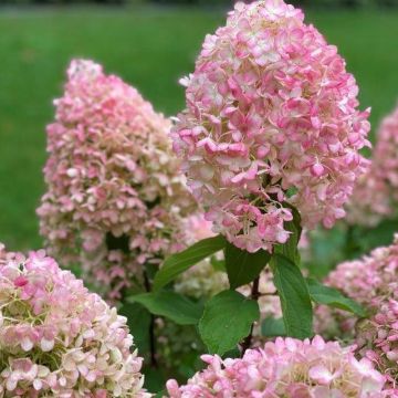 Hydrangea paniculata Pinkachu