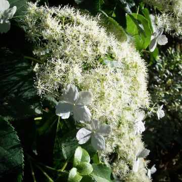 Hydrangea anomala ssp. petiolaris