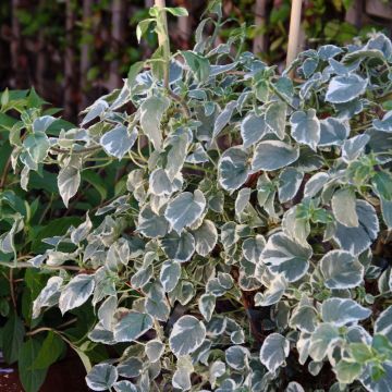 Hydrangea petiolaris Silver Lining- Climbing Hydrangea