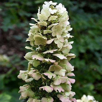 Hydrangea quercifolia Munchkin