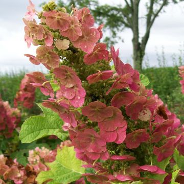 Hydrangea quercifolia Ruby Slippers