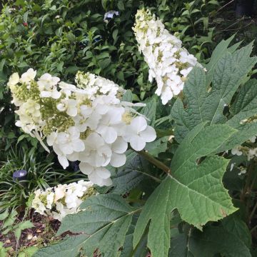 Hydrangea quercifolia Snow Queen