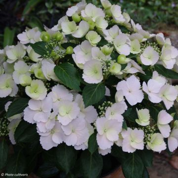 Hydrangea Runaway Bride Snow White