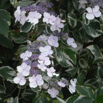 Hydrangea macrophylla Tricolor