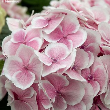 Hydrangea macrophylla Fanfare