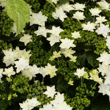 Hydrangea macrophylla Hovaria Fireworks White