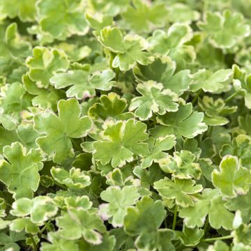 Hydrocotyle sibthorpioides Variegata - Variegated Marsh Pennywort