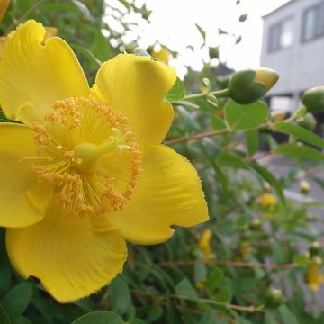 Hypericum calycinum - St. John's wort