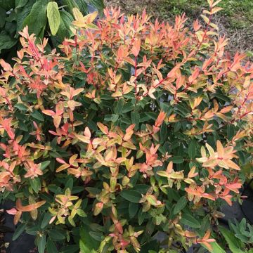 Hypericum inodorum Radiance - St. John's wort