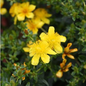 Hypericum kalmianum Gemo - St. John's wort