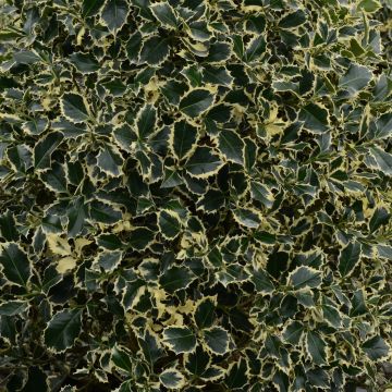 Ilex aquifolium Argenteomarginata - Common Holly