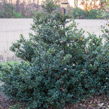 American Holly - Ilex meserveae Blue Prince