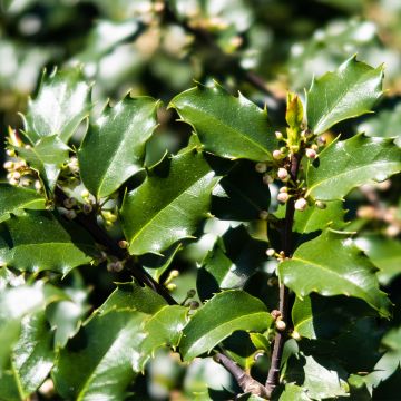 Ilex meserveae Hecken Star - Blue Holly