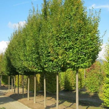 Carpinus betulus Frans Fontaine - Hornbeam