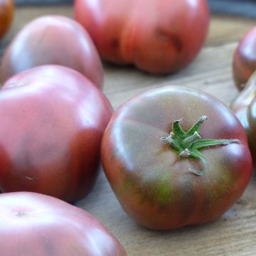 Tomato Black Crimea Tomato BIO - Heirloom tomato plants