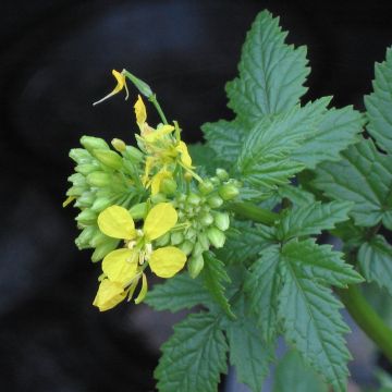 White Mustard - Green Manure - Box 10 m²