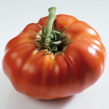 Tomato Russian Red GRAFTED ORGANIC