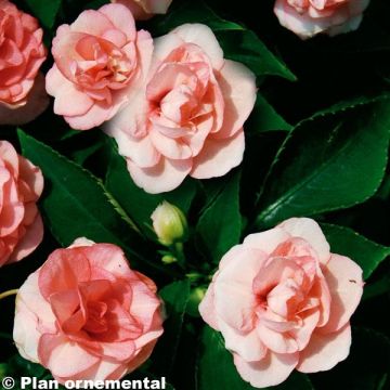 Impatiens walleriana Double Salmon - Busy Lizzie