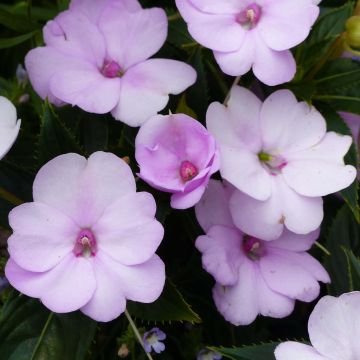 Impatiens Sunpatiens Compact Orchid Blush - Busy Lizzie