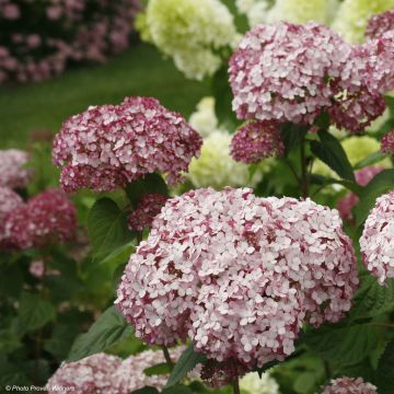 Hydrangea arborescens Sweet Annabelle