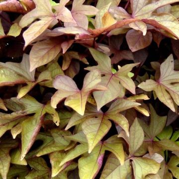 Sweet Potato Sweet Caroline Bronze - Ipomoea batatas