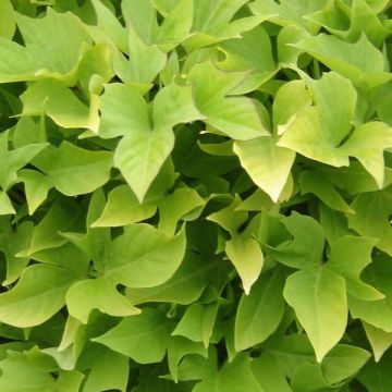 Sweet Potato Sweet Caroline Light Green - Ipomoea batatas