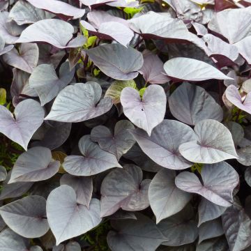 Sweet Potato Jet Black - Ipomoea batatas