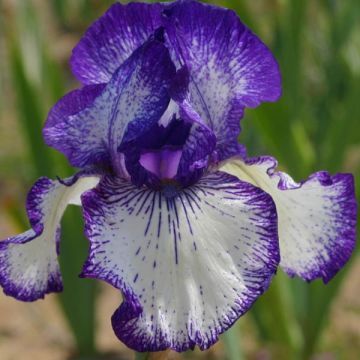 Iris germanica Art Deco - Bearded Iris