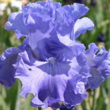 Iris germanica Delta Blues - Bearded Iris