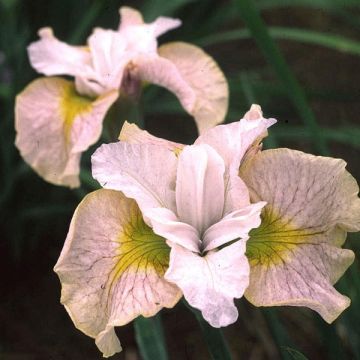 Iris sibirica Lemon Veil
