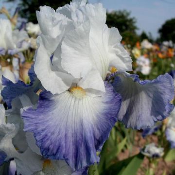 Iris germanica Alizes - Bearded Iris