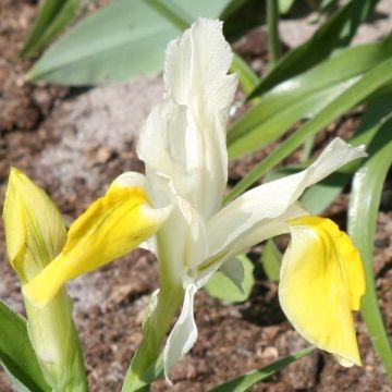 Iris Bucharica