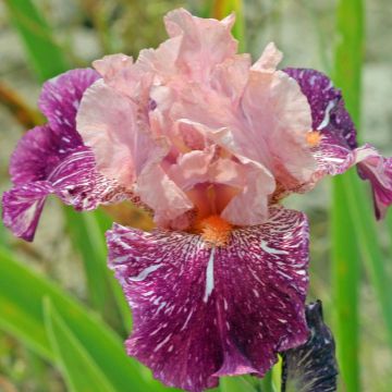 Iris germanica Anaconda Love - Bearded Iris