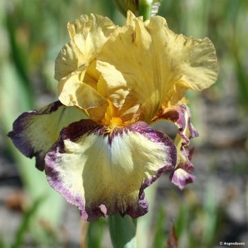 Iris germanica Bullwinkle - Bearded Iris