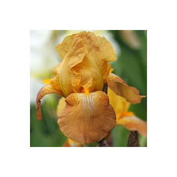 Iris germanica Casque dOr - Bearded Iris