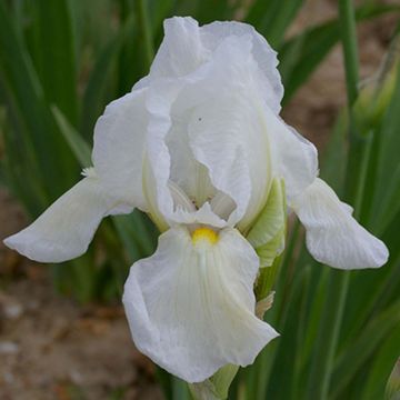 Iris germanica Dame Blanche - Bearded Iris