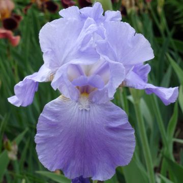 Iris germanica Harbor Blue - Bearded Iris