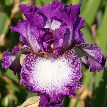 Iris germanica Mariposa Autumn