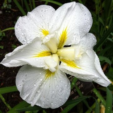 Iris ensata Gold Bound - Japanese Water Iris