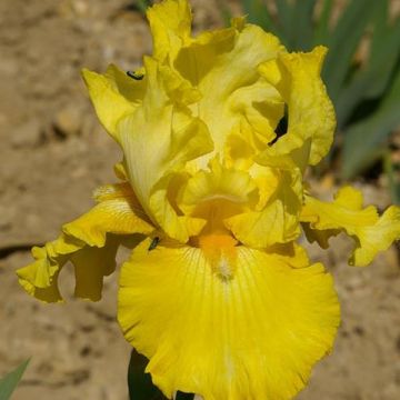 Iris germanica Golden Immortal - Bearded Iris